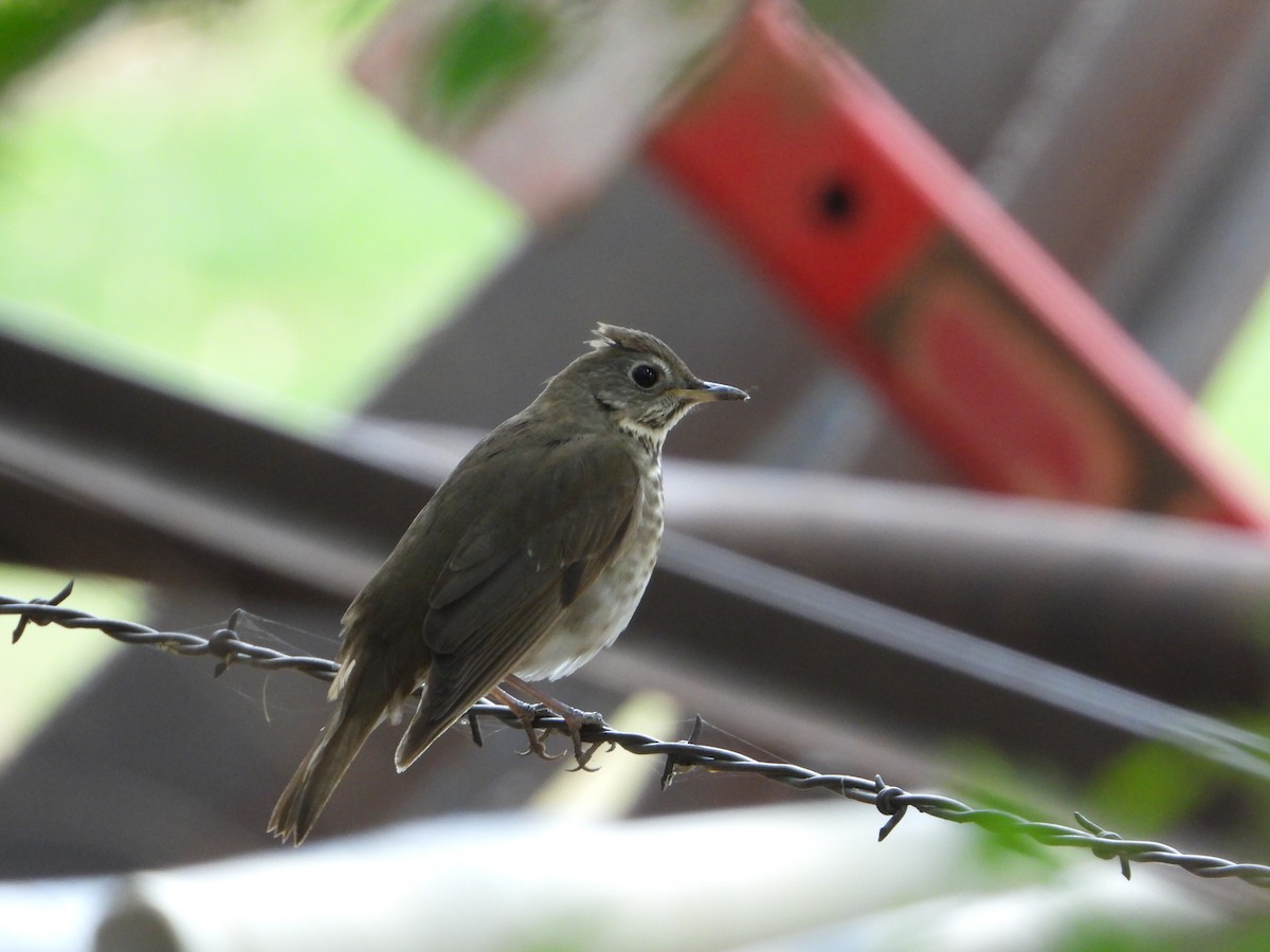 Gray-cheeked Thrush - ML493147141