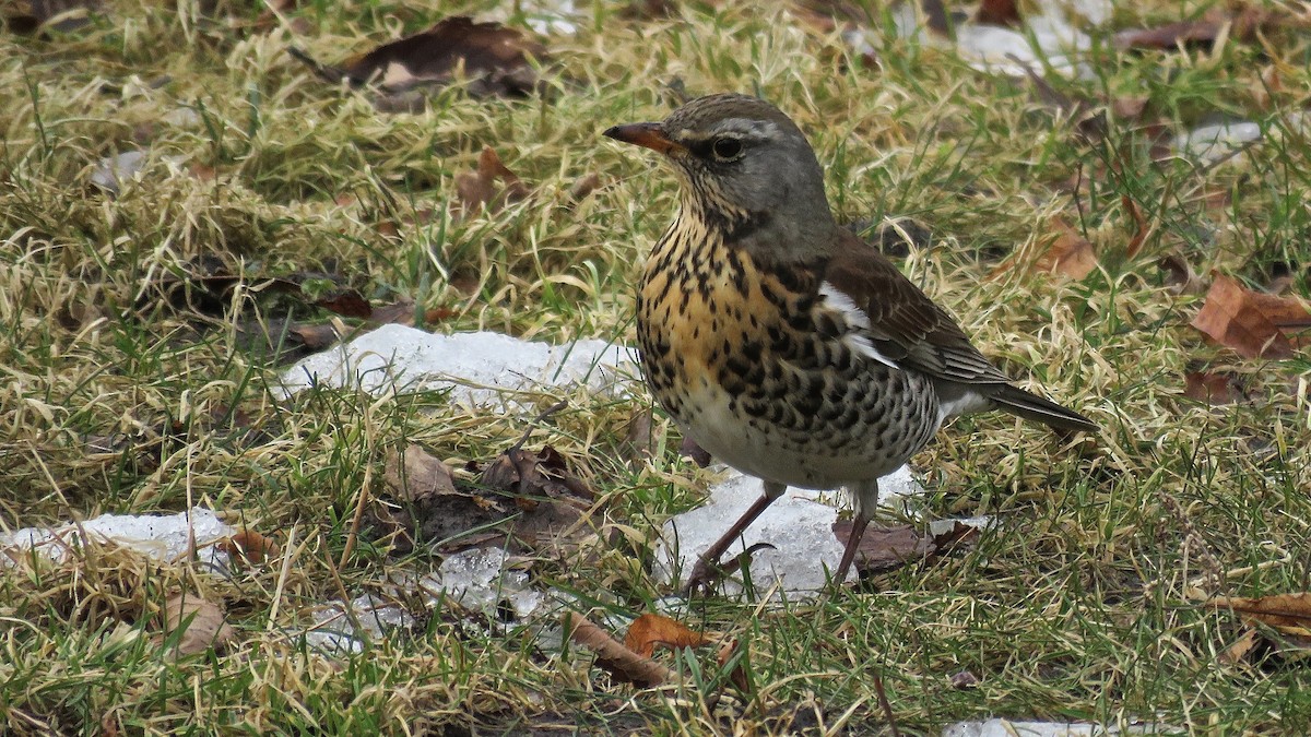 Fieldfare - ML493148051