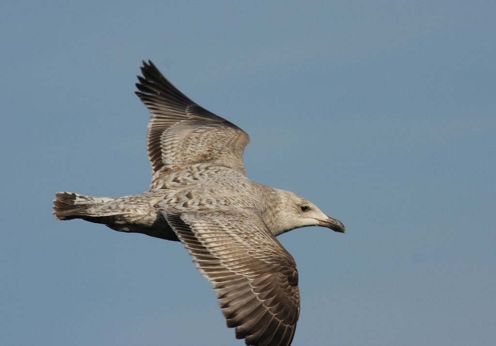 Herring Gull (European) - ML49314811