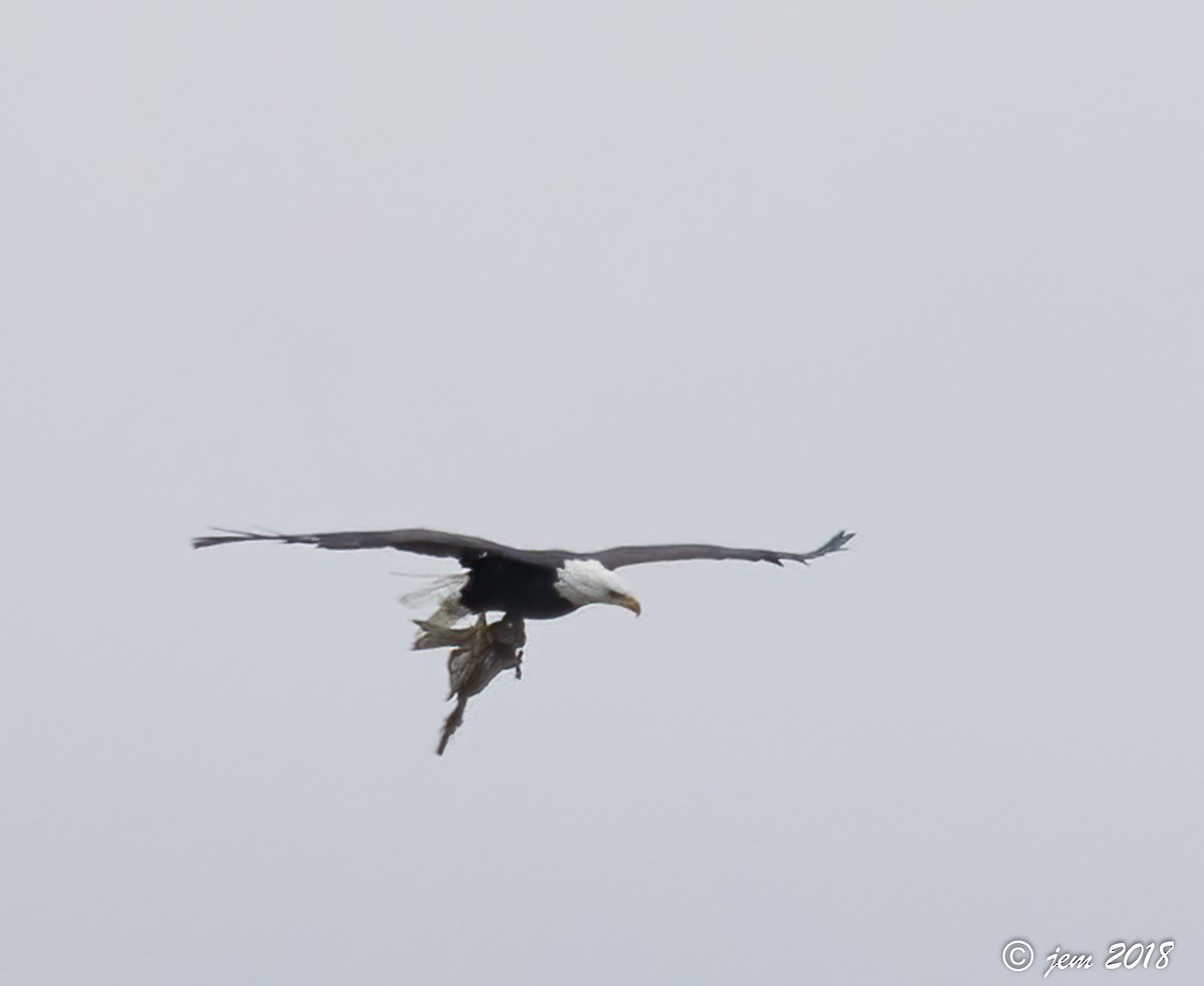 Bald Eagle - ML493148561