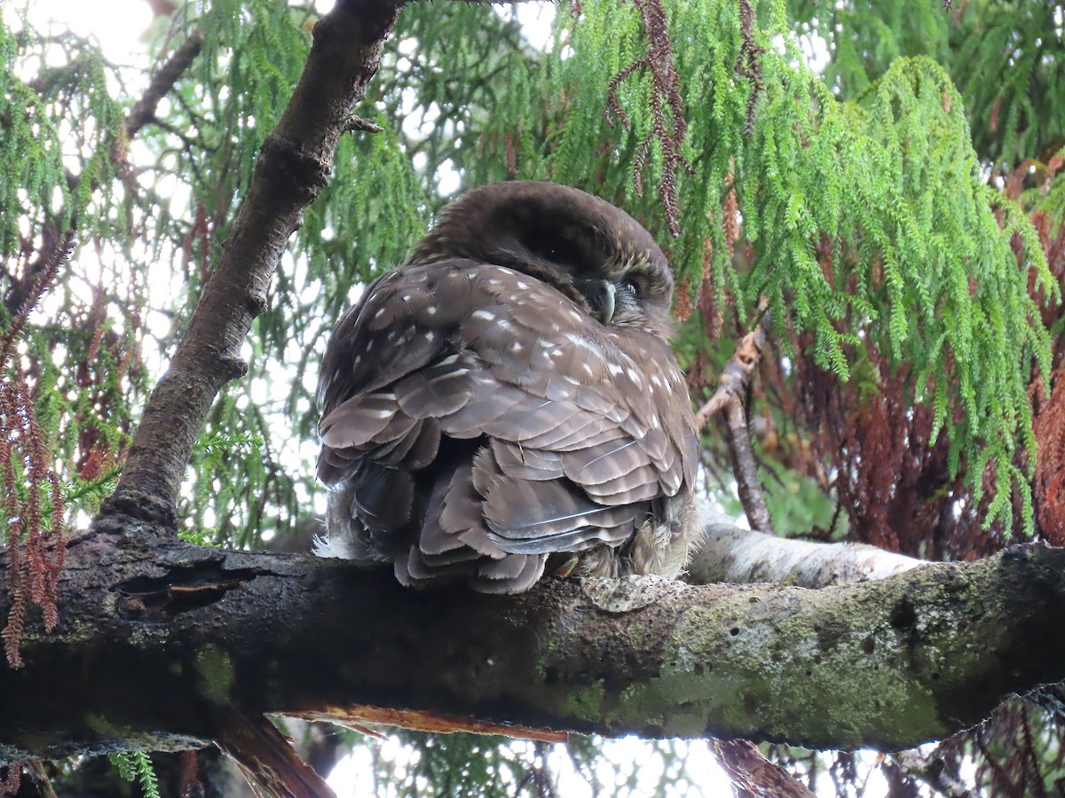 Morepork - ML493148741