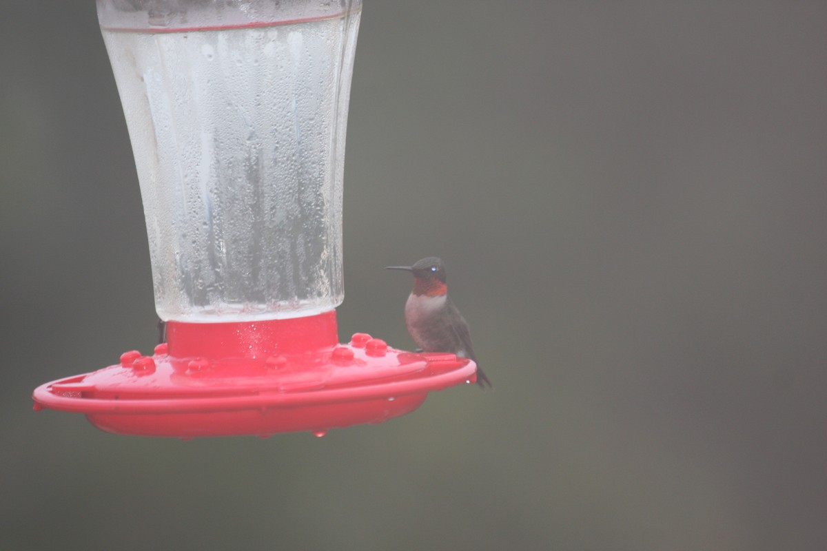 Ruby-throated Hummingbird - ML49314881