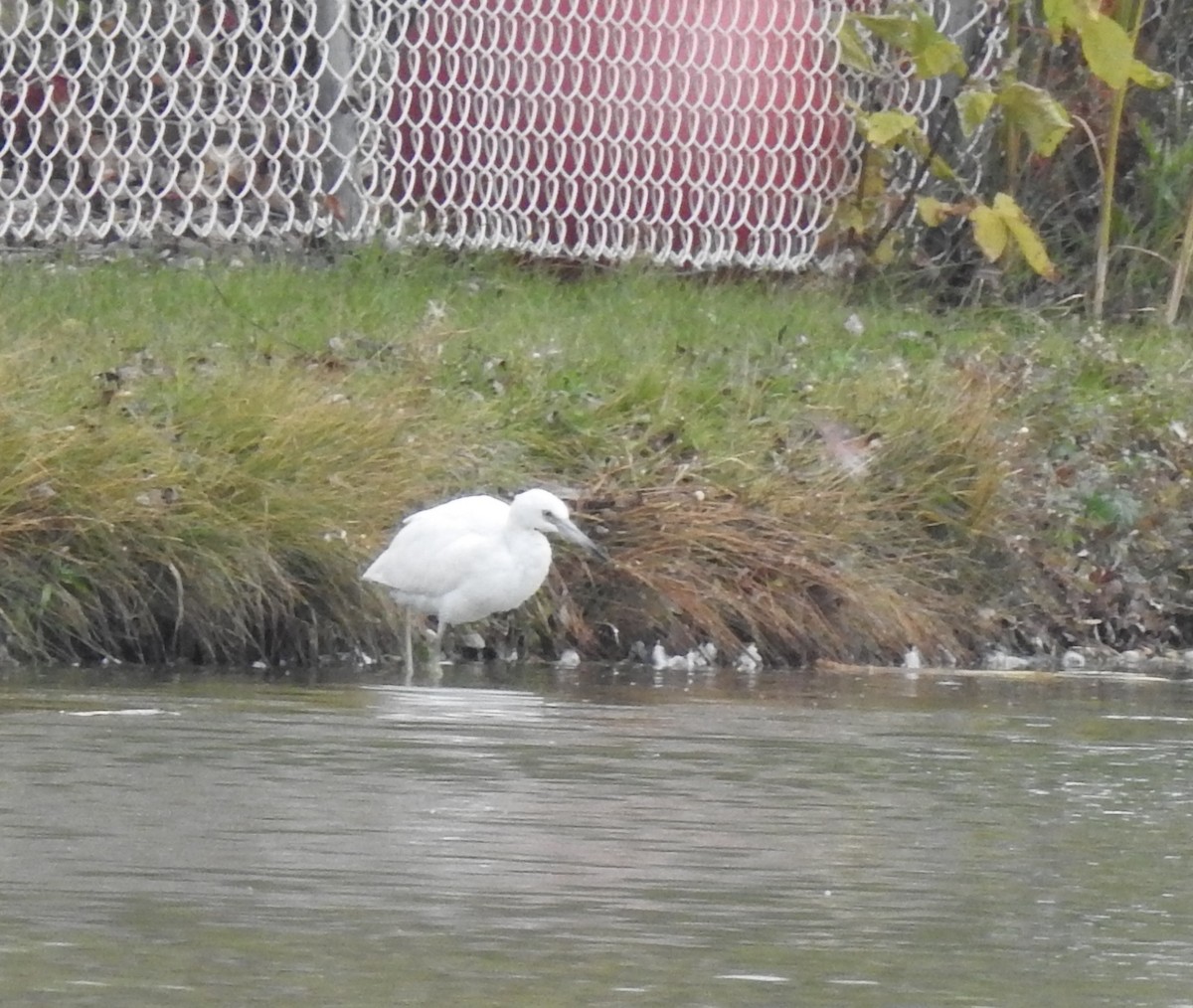 Little Blue Heron - ML493148971