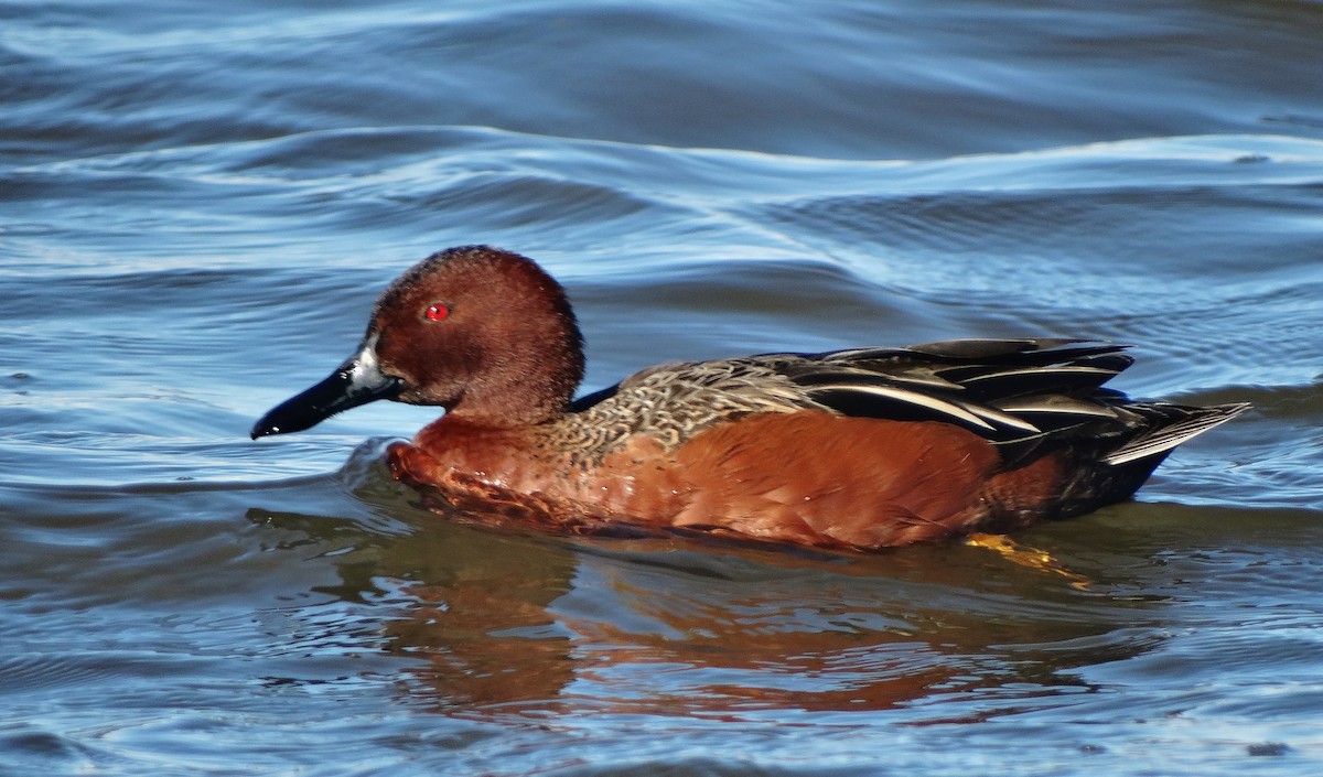 Cinnamon Teal - Cara Barnhill