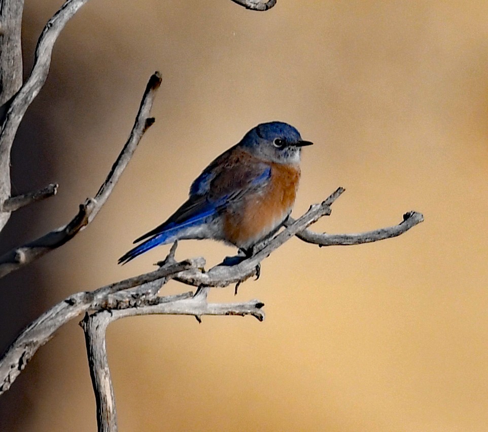 Western Bluebird - ML493149211