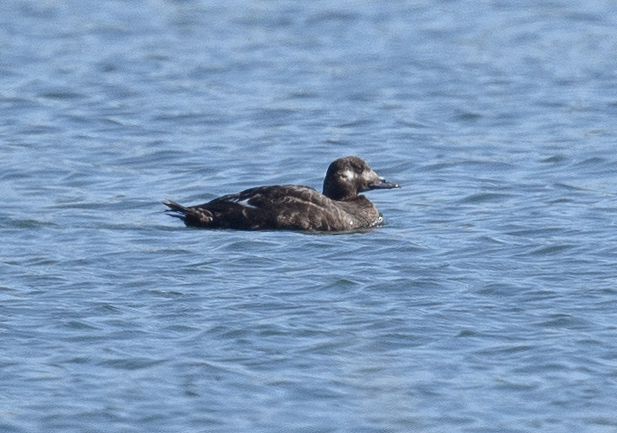 White-winged Scoter - ML493149641