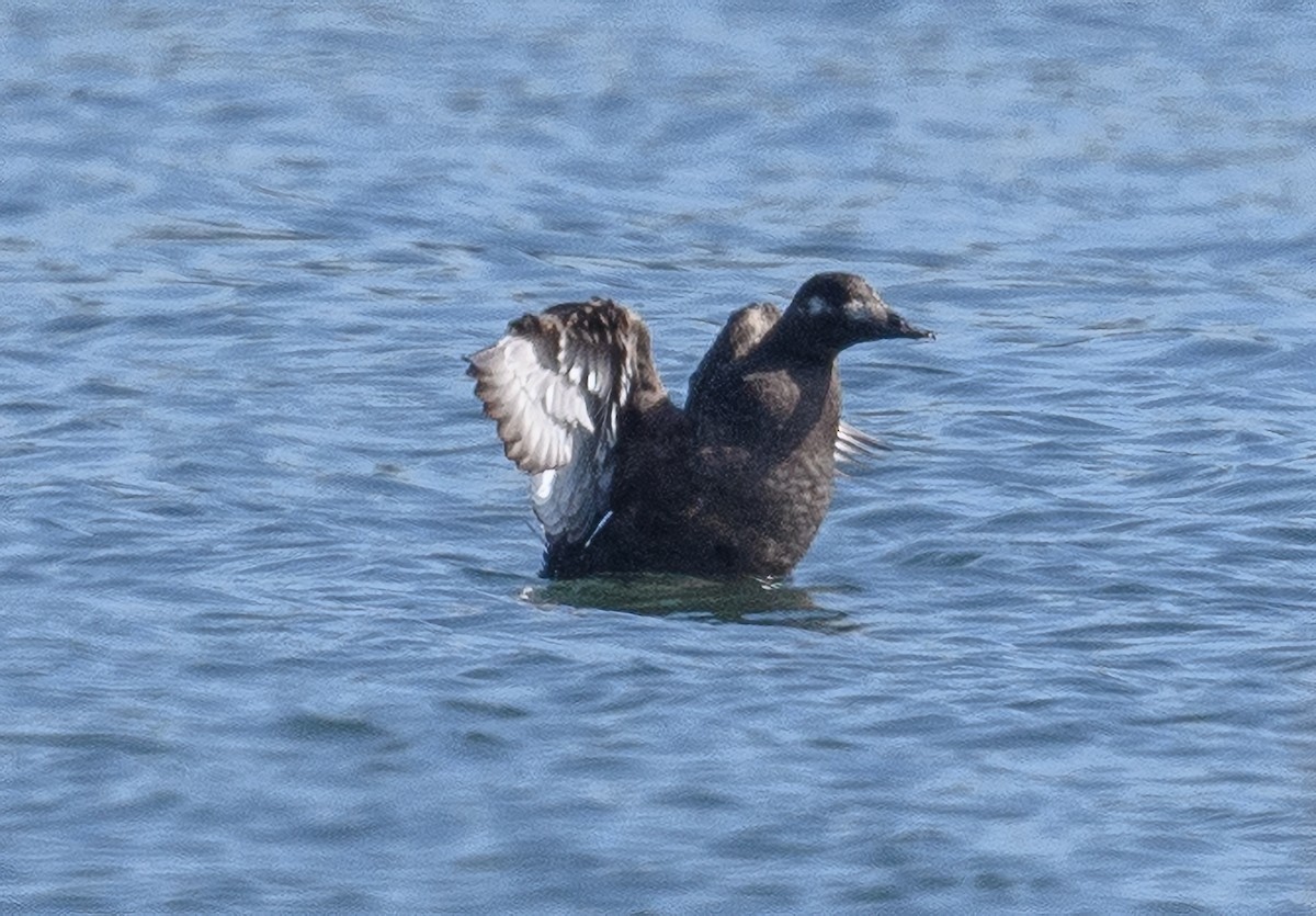 White-winged Scoter - ML493149651