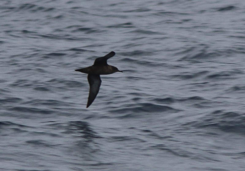 Sooty Shearwater - ML49315191