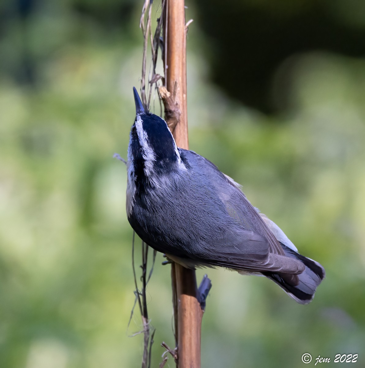 Red-breasted Nuthatch - ML493152231