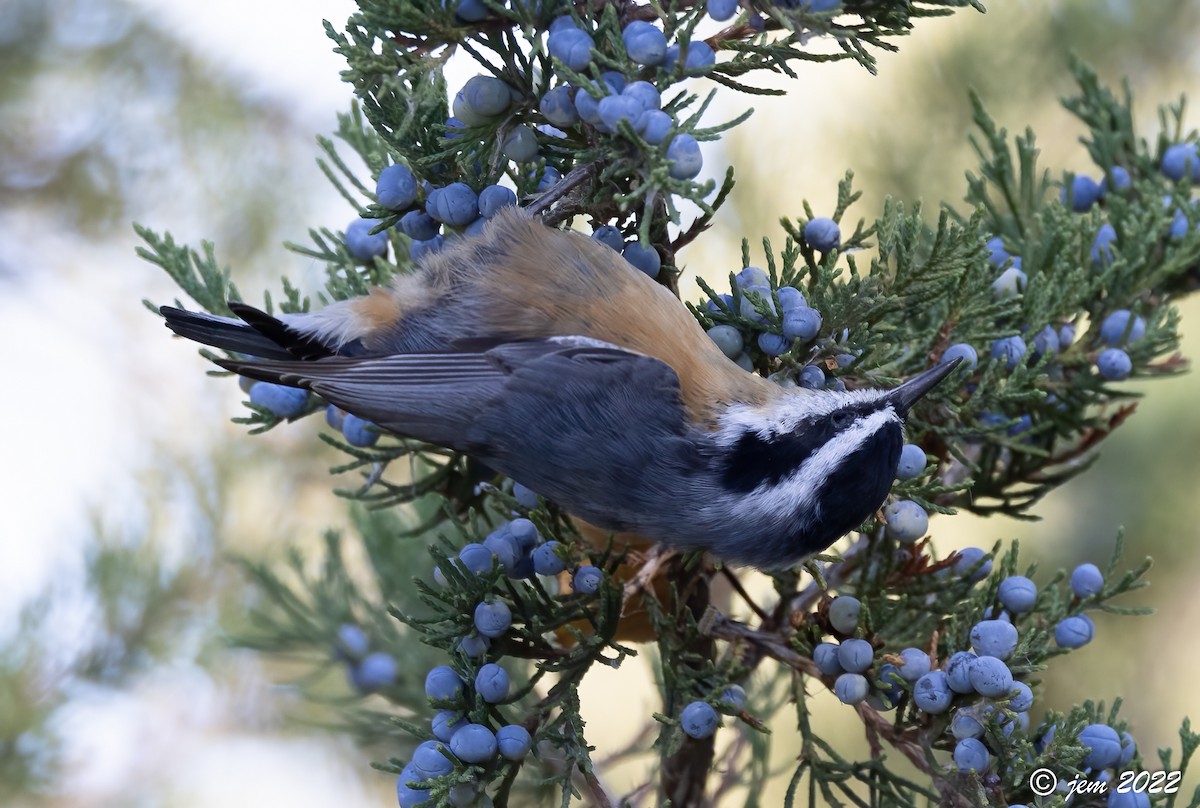 Red-breasted Nuthatch - ML493152241