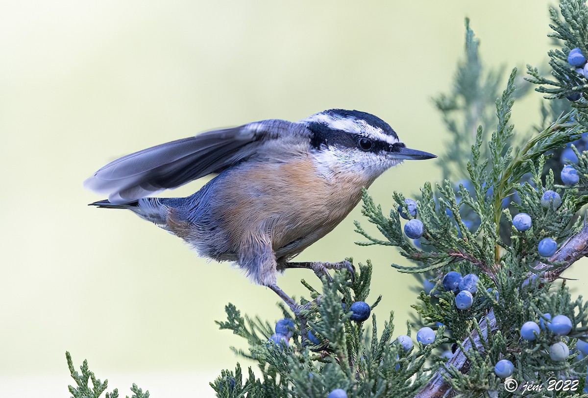 Red-breasted Nuthatch - ML493152251