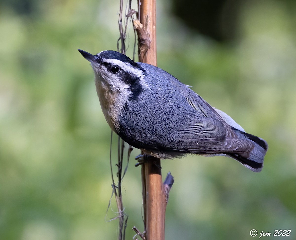 Red-breasted Nuthatch - ML493152261