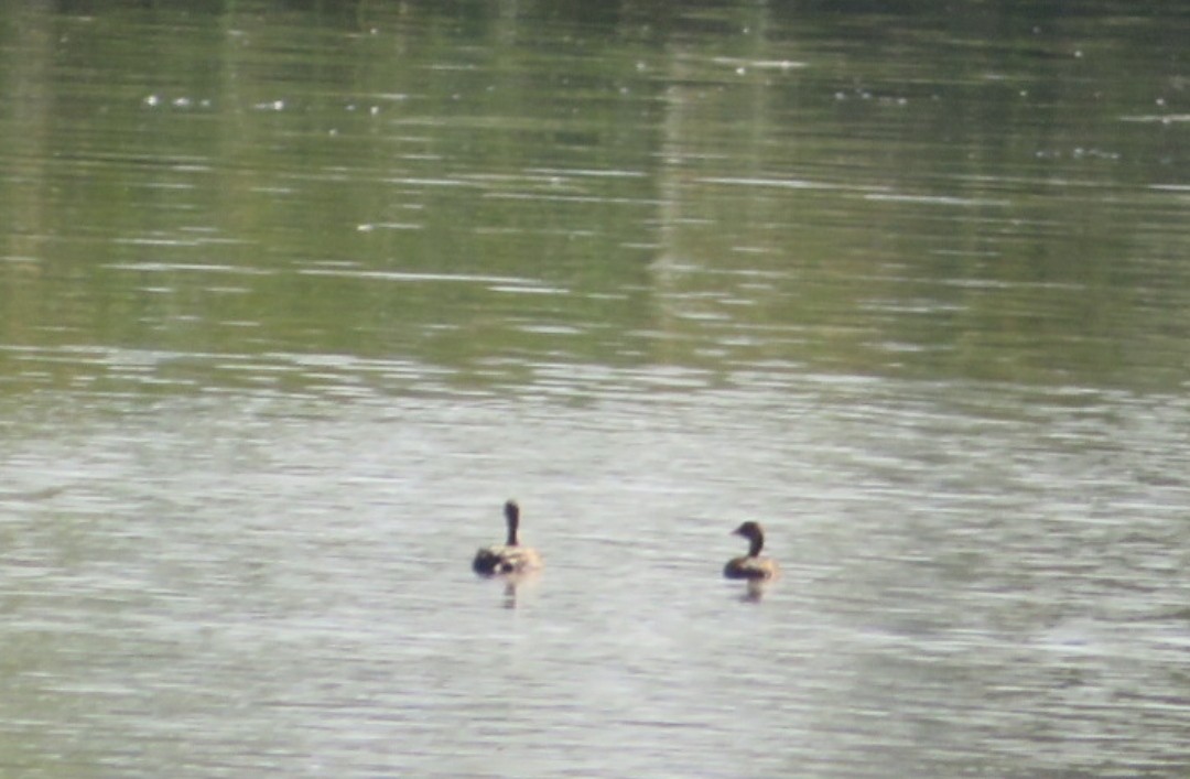 Little Grebe - ML493153831