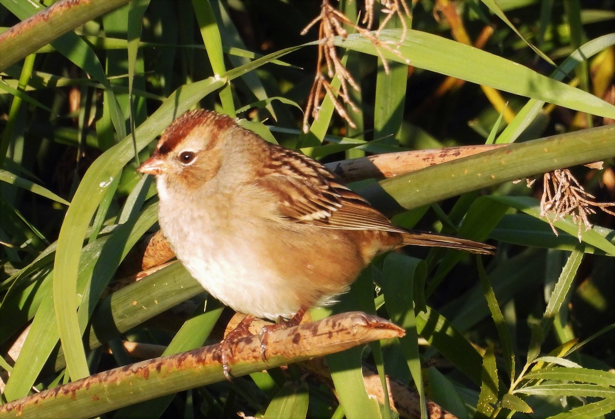 White-crowned Sparrow - ML493156191