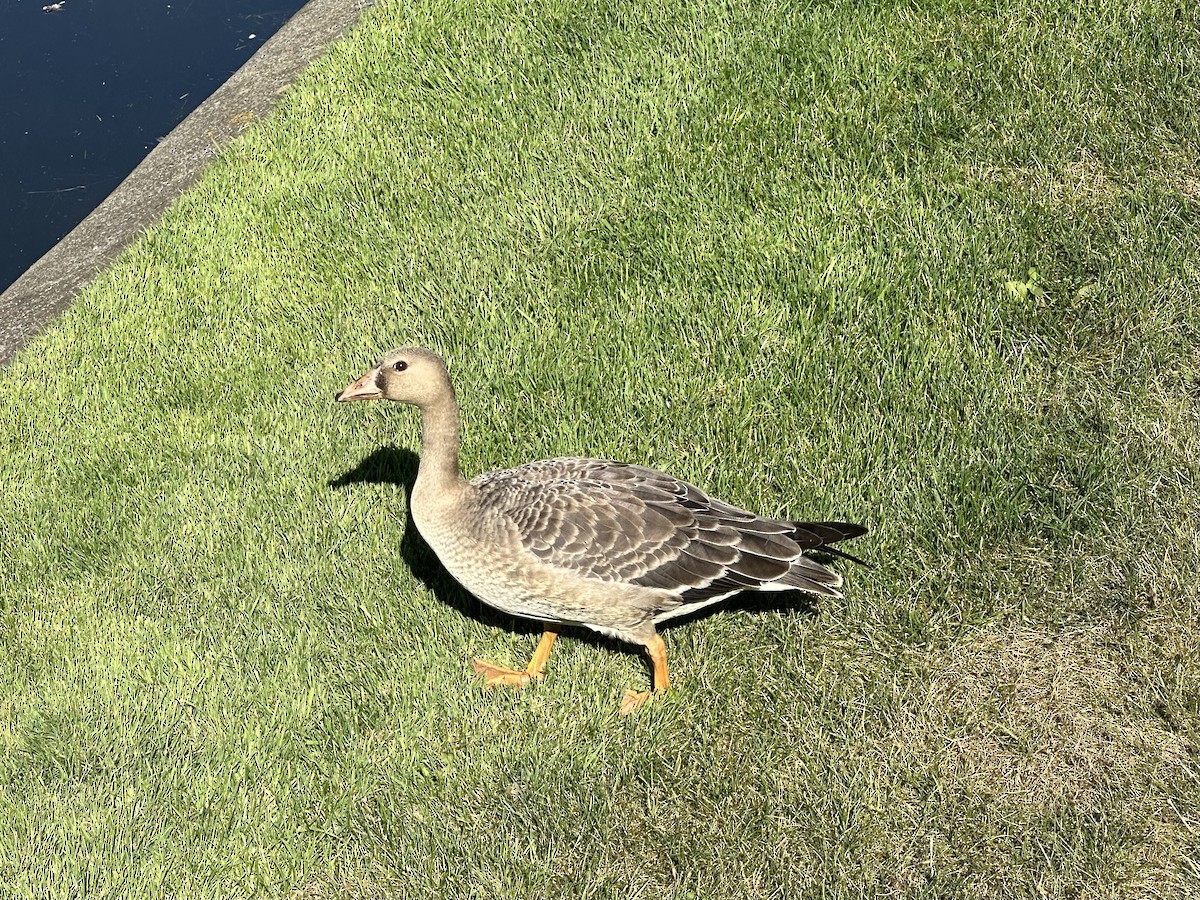 Greater White-fronted Goose - ML493156621