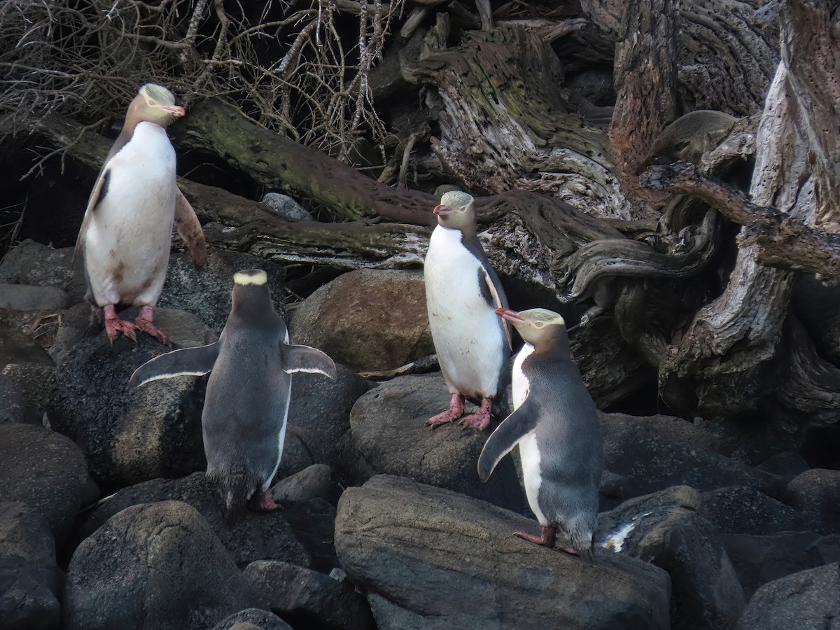 Yellow-eyed Penguin - ML493158351