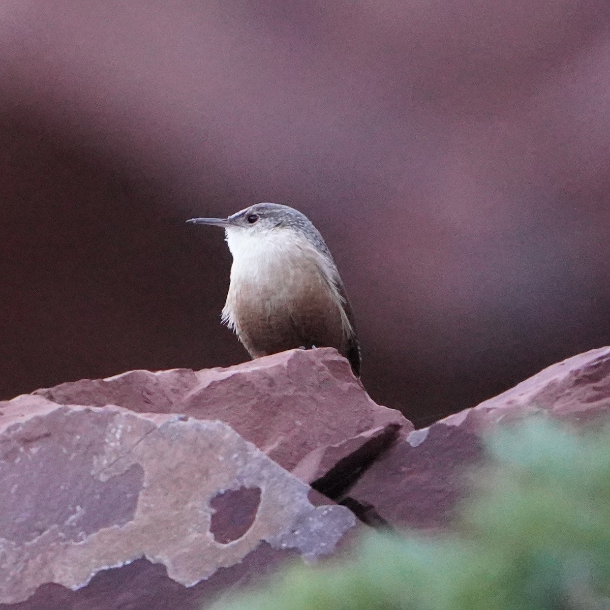 Canyon Wren - ML493161771
