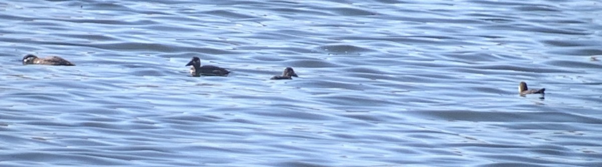 Surf Scoter - ML493161941