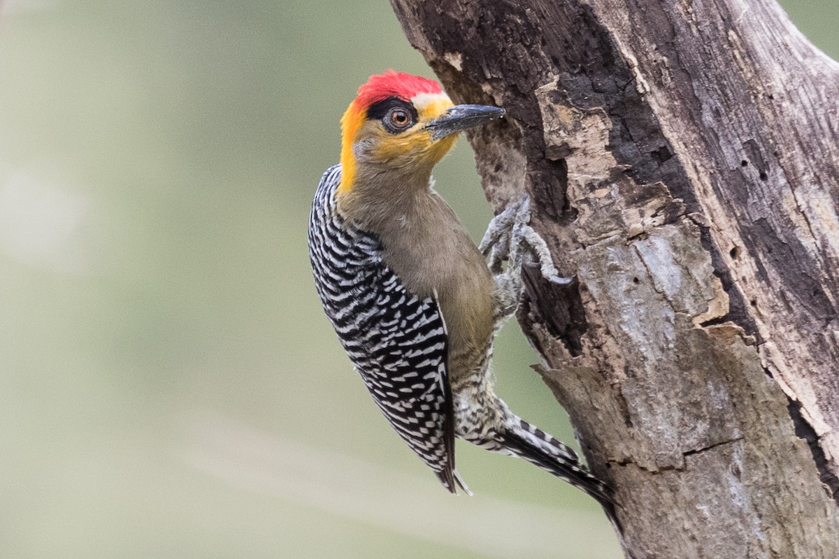 Golden-cheeked Woodpecker - ML49316201