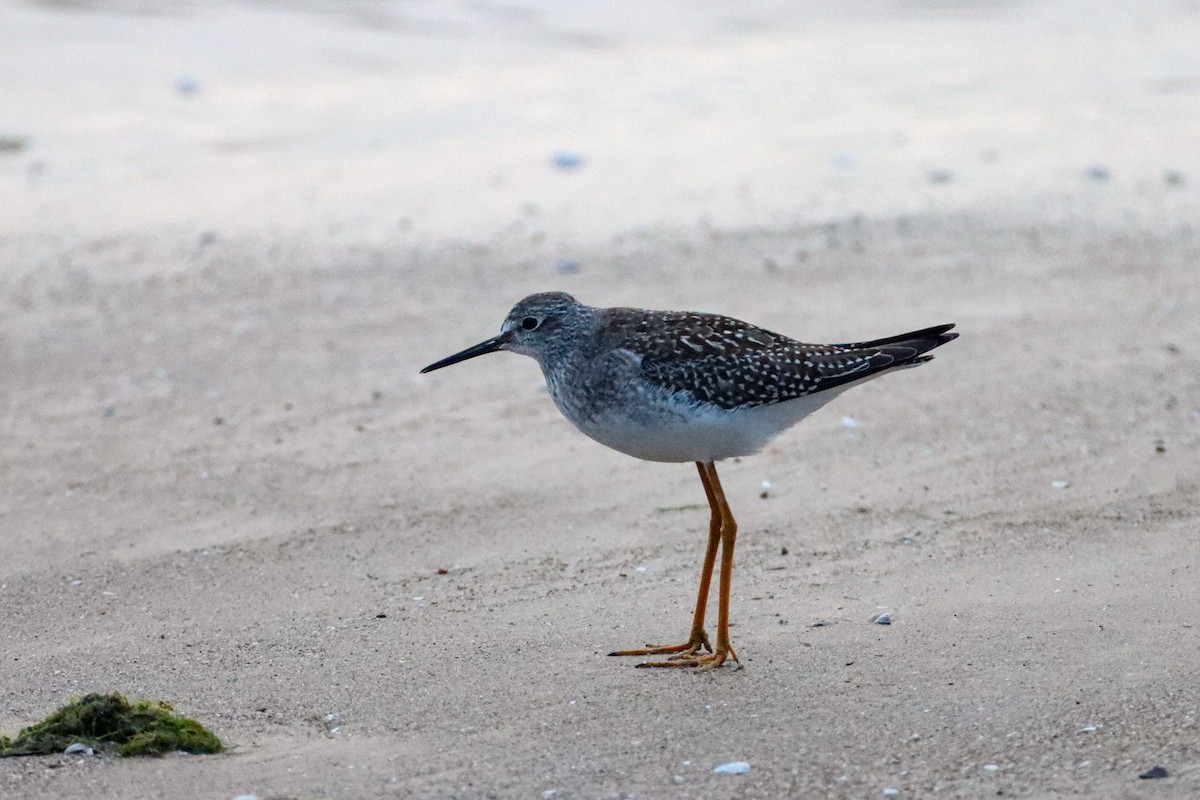 Lesser Yellowlegs - ML493163111