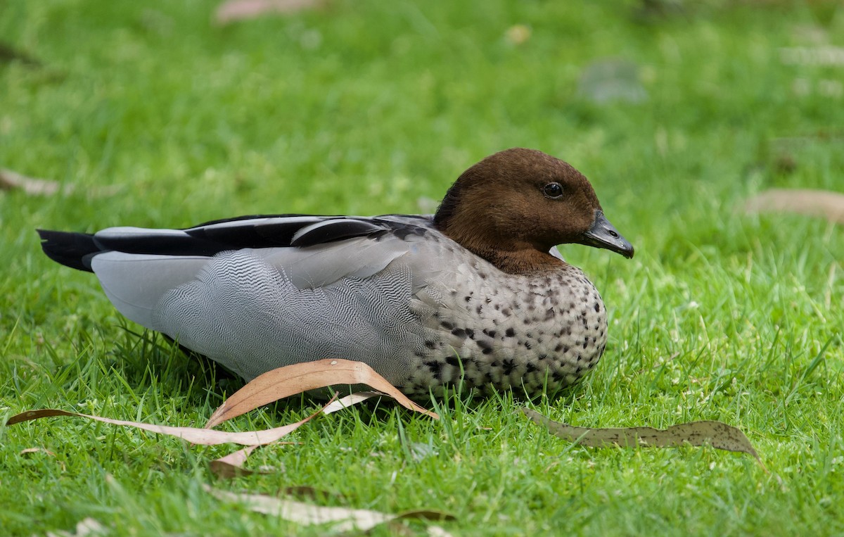 Maned Duck - ML493163441