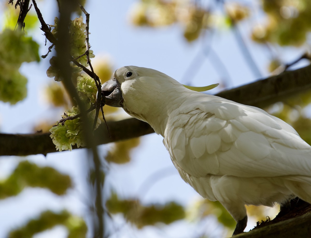 Sulphur-crested Cockatoo - Ken Wright