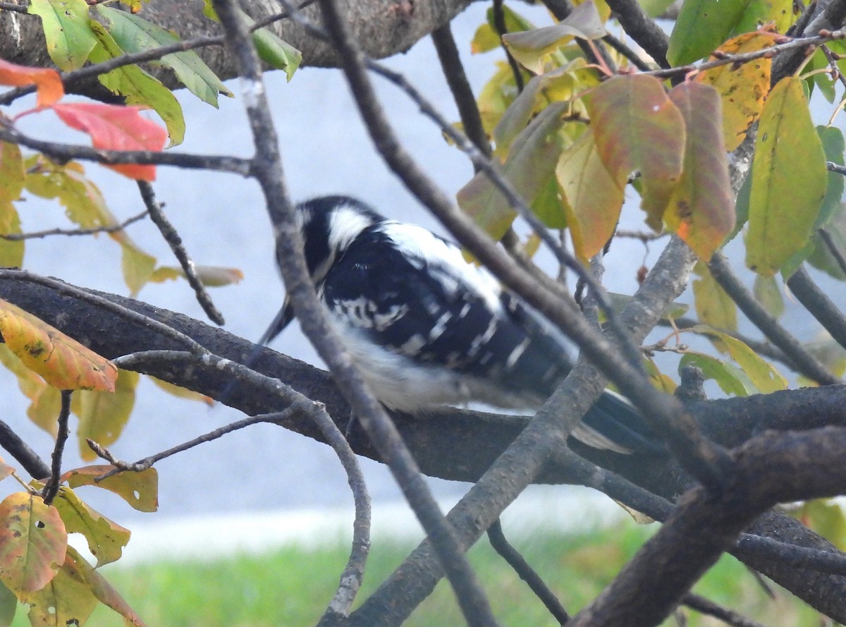 Hairy Woodpecker - ML493164931