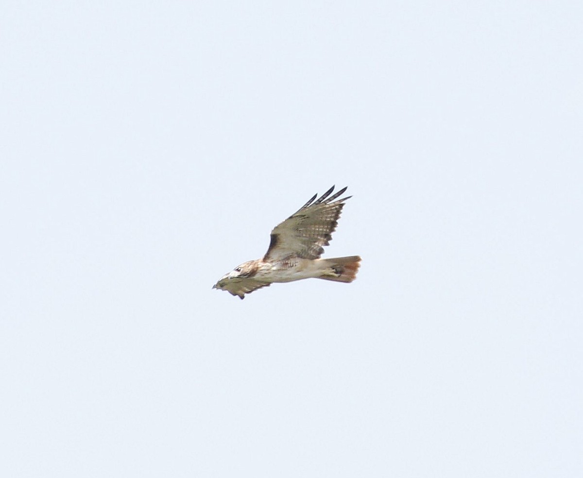 Red-tailed Hawk - ML493165351