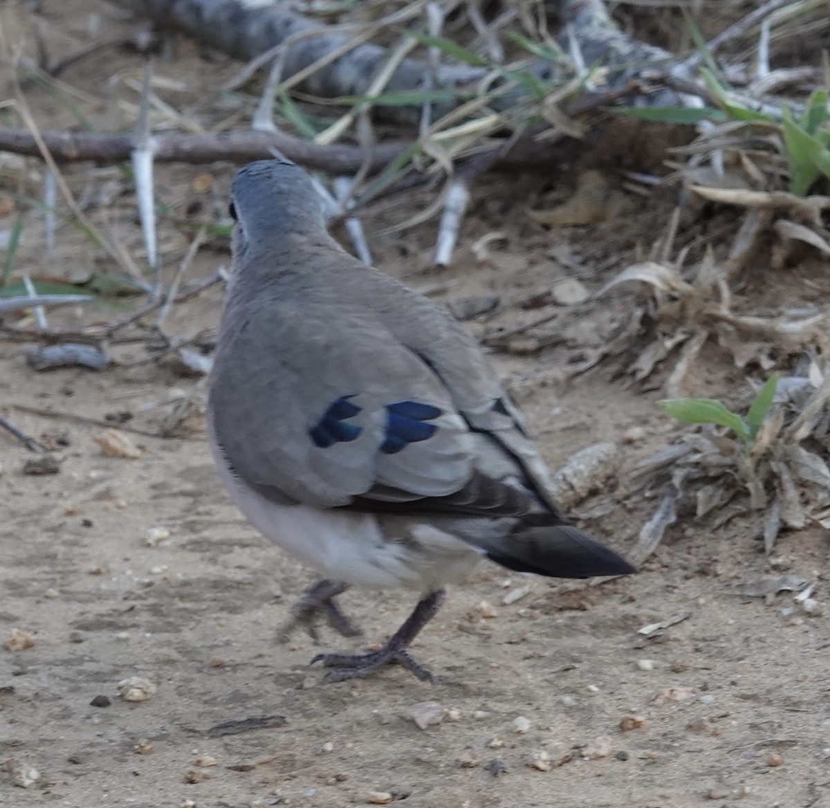 Emerald-spotted Wood-Dove - ML493165511