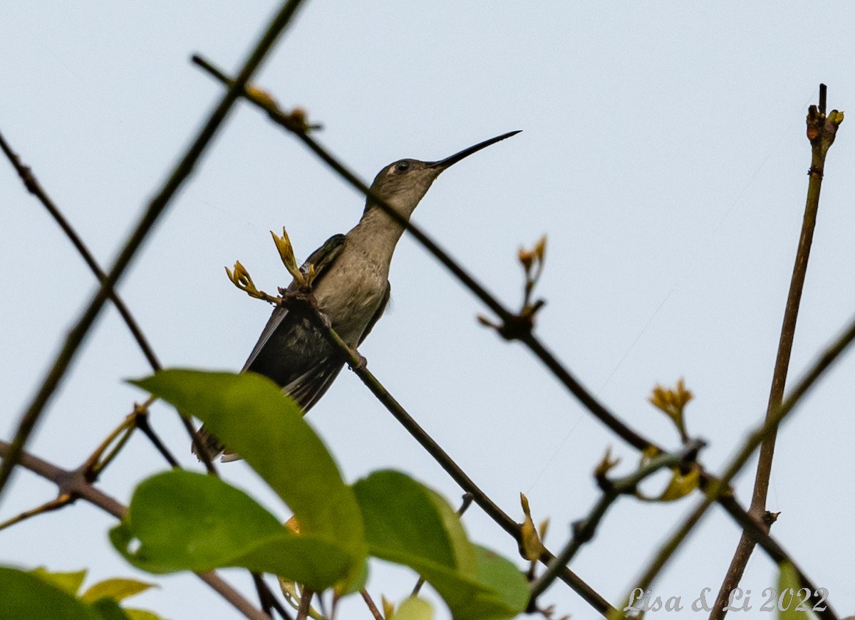 Gray-breasted Sabrewing (obscurus) - ML493165701