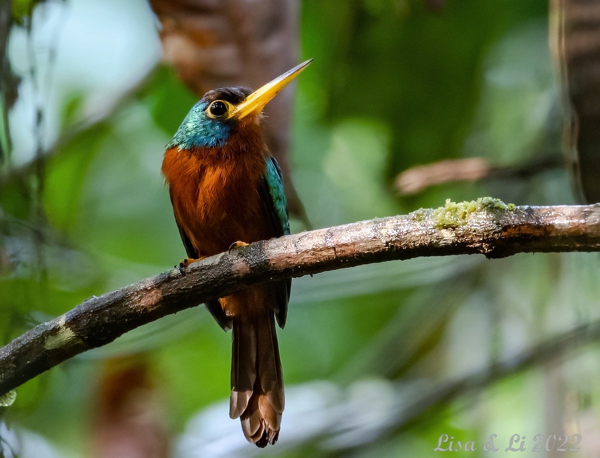 Blue-cheeked Jacamar - ML493166001