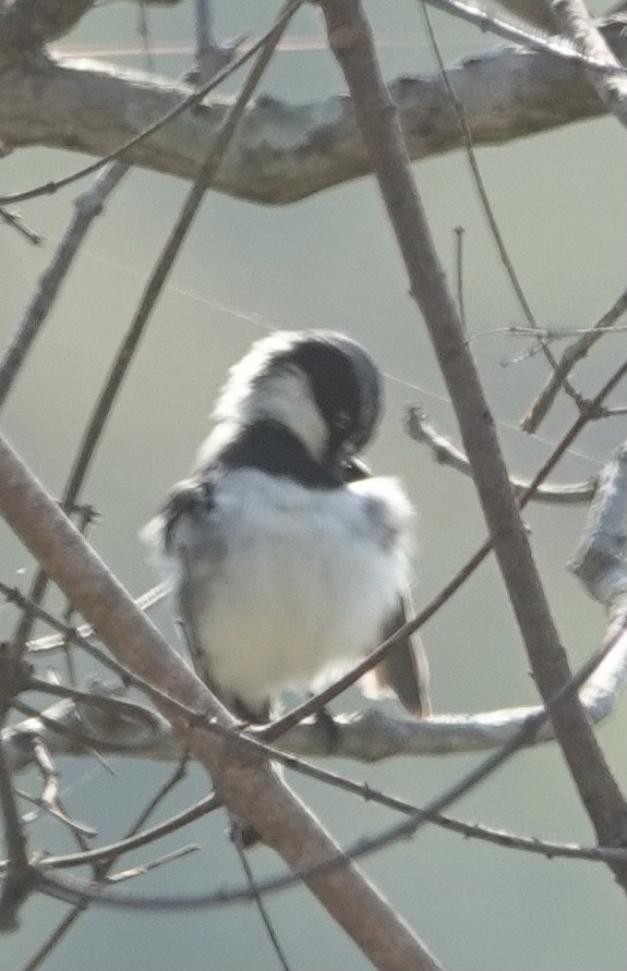 Chinspot Batis - ML493166711