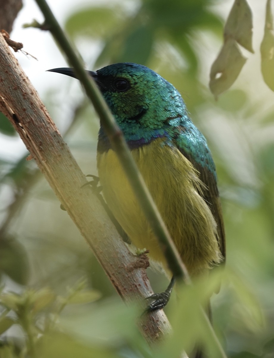 Collared Sunbird - ML493167461