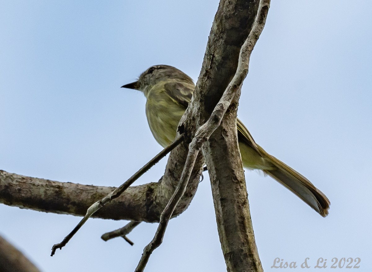 Greenish Elaenia - ML493167491