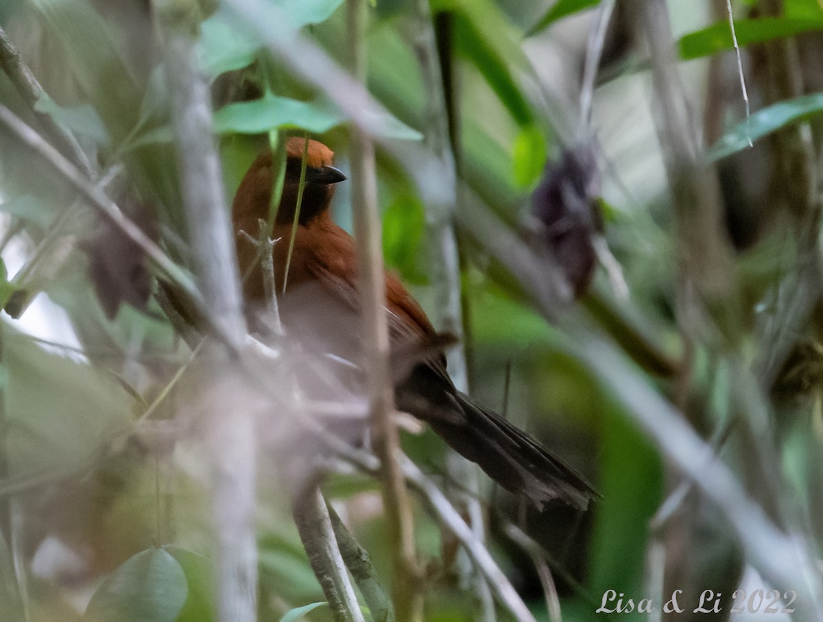 Ruddy Spinetail - ML493167551