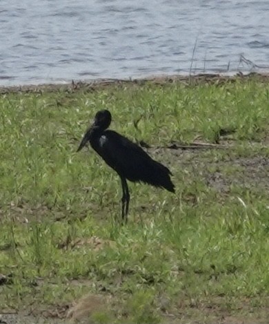 African Openbill - ML493169411