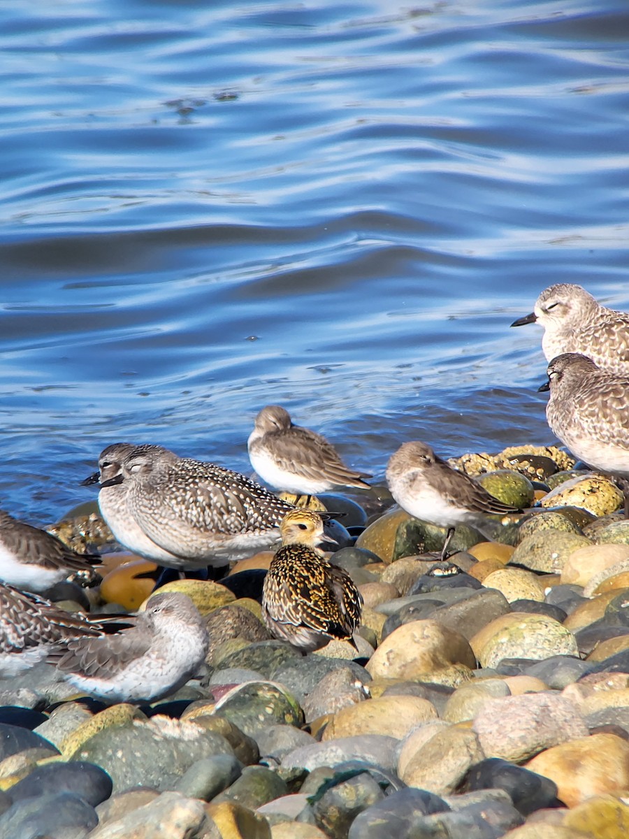 Pacific Golden-Plover - Chandler Rothell