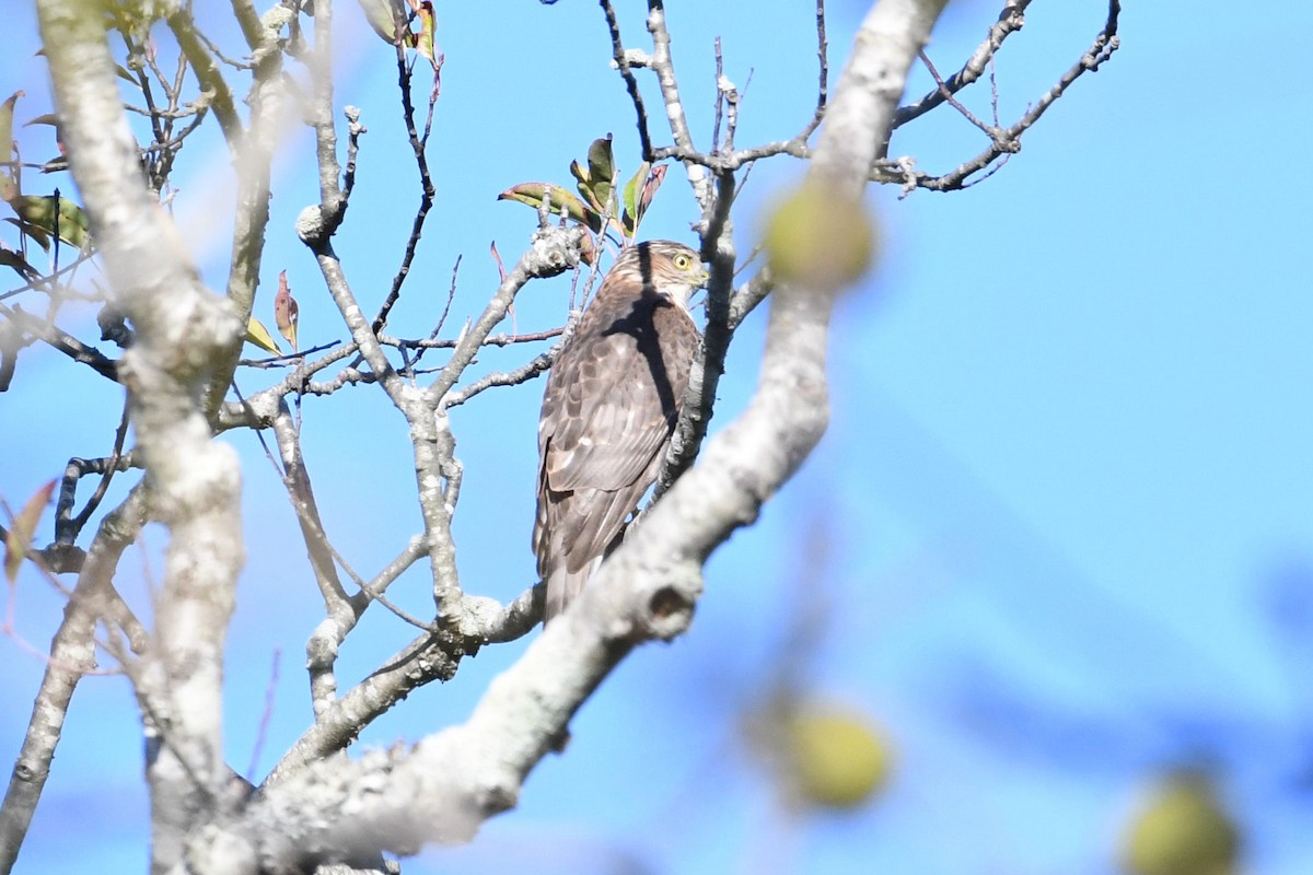 Sharp-shinned Hawk - ML493170231