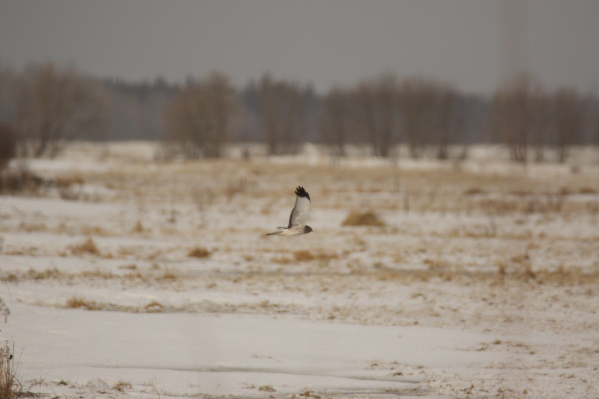 Northern Harrier - ML49317081