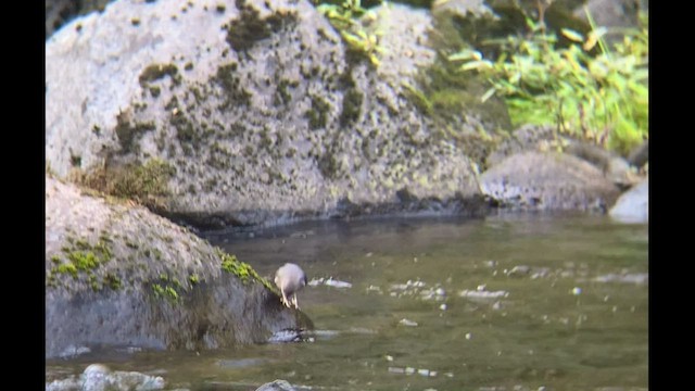 American Dipper - ML493170941