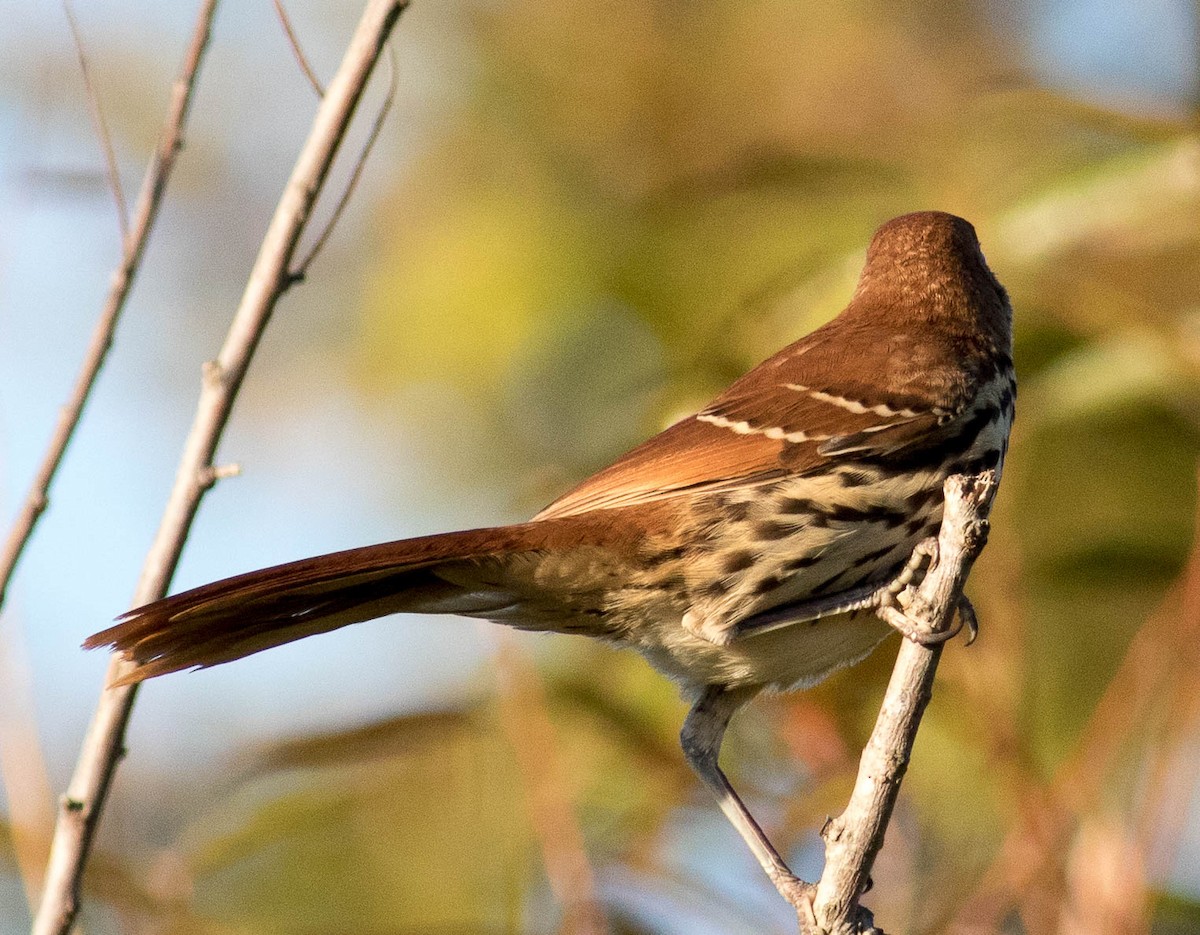 Brown Thrasher - ML493172091