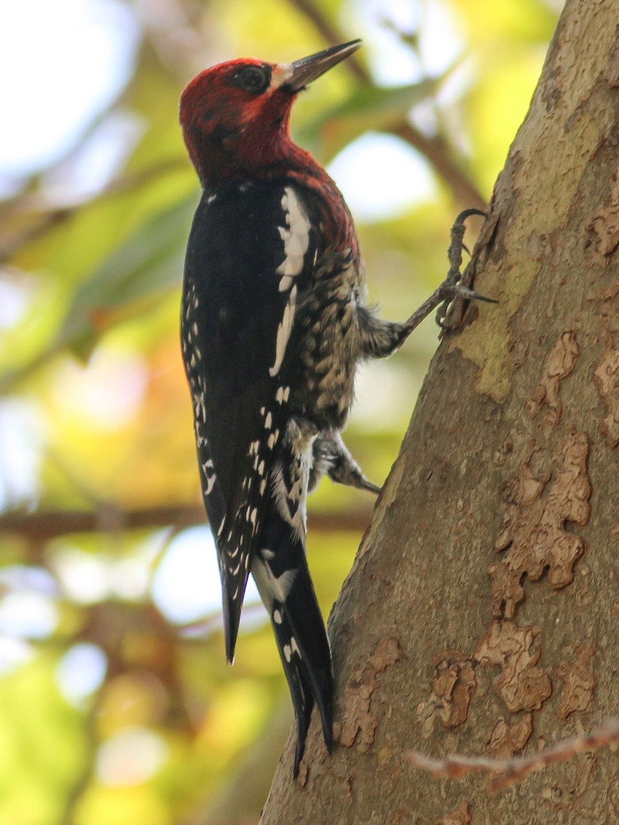 Red-breasted Sapsucker - Charity Hagen