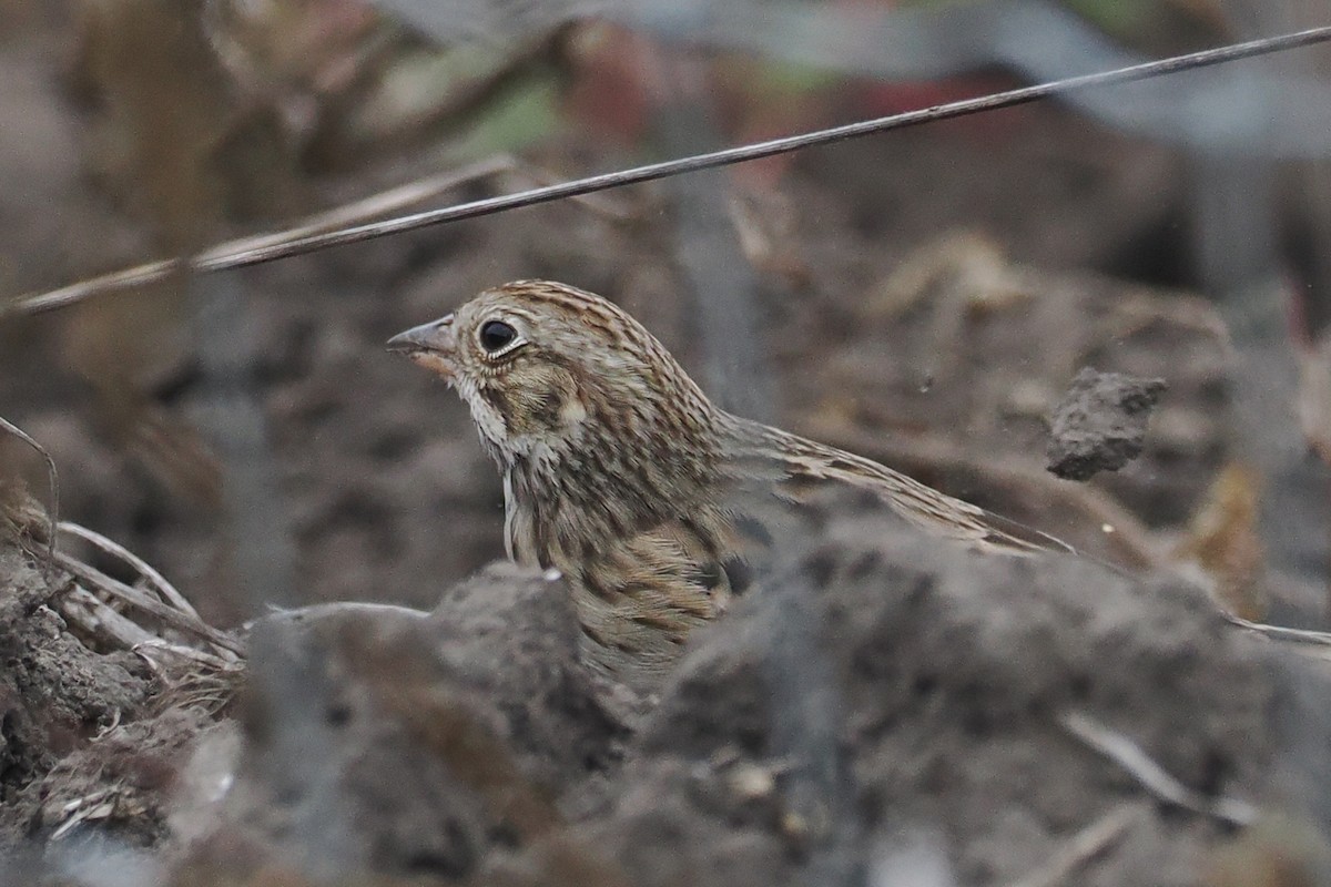 Vesper Sparrow - ML493172901