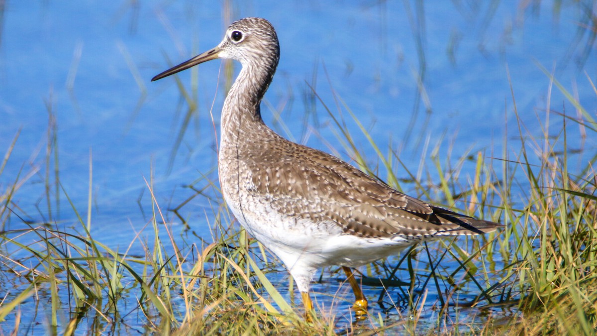 Lesser/Greater Yellowlegs - ML493173931