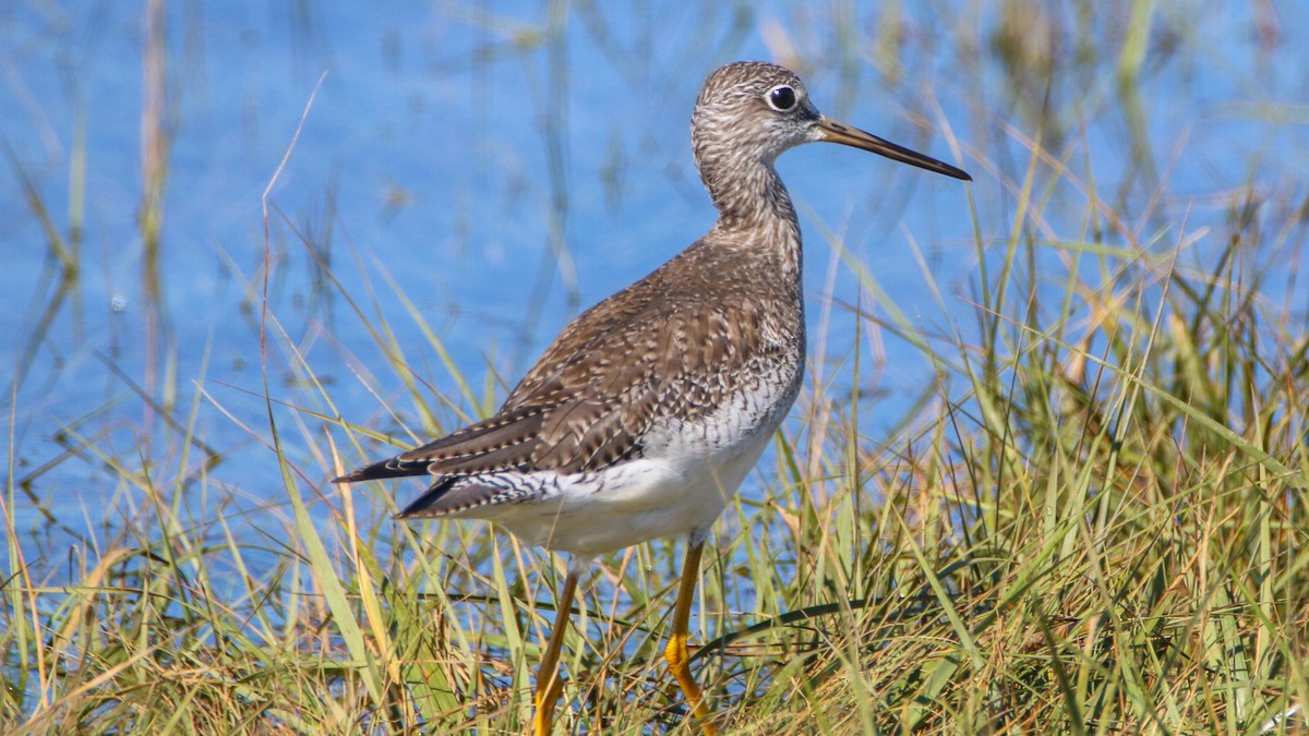 Lesser/Greater Yellowlegs - Jack McDonald