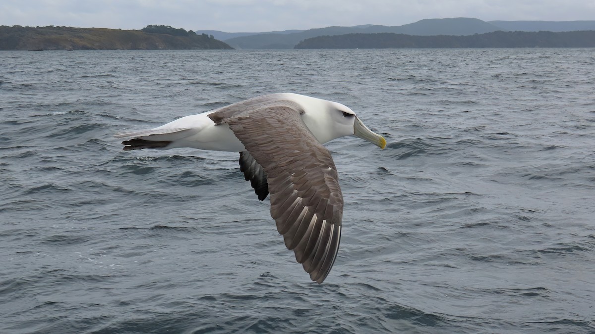 White-capped Albatross - Jörg Hanoldt