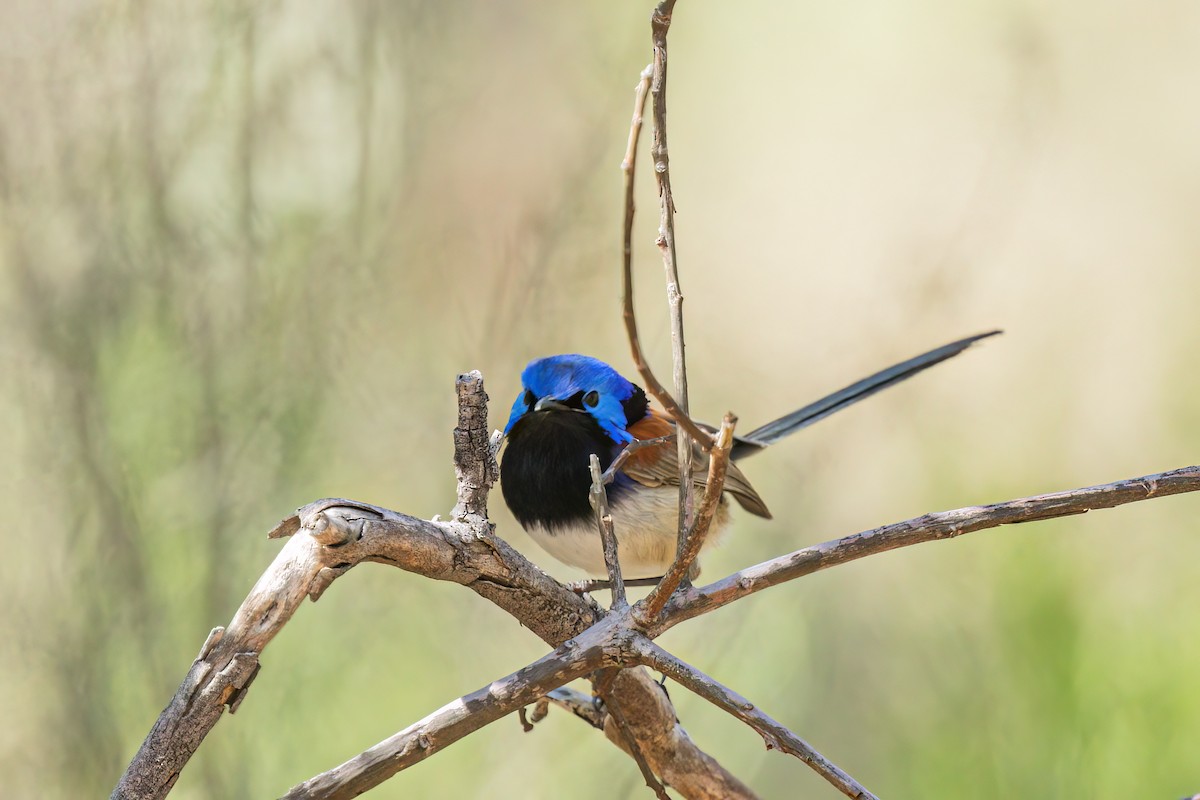 Малюр австралійський - ML493176961