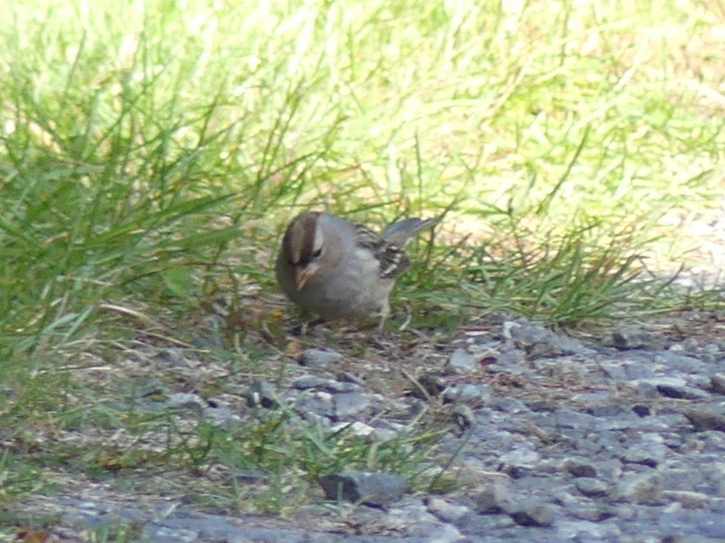 White-crowned Sparrow - sarah Boucas-Neto