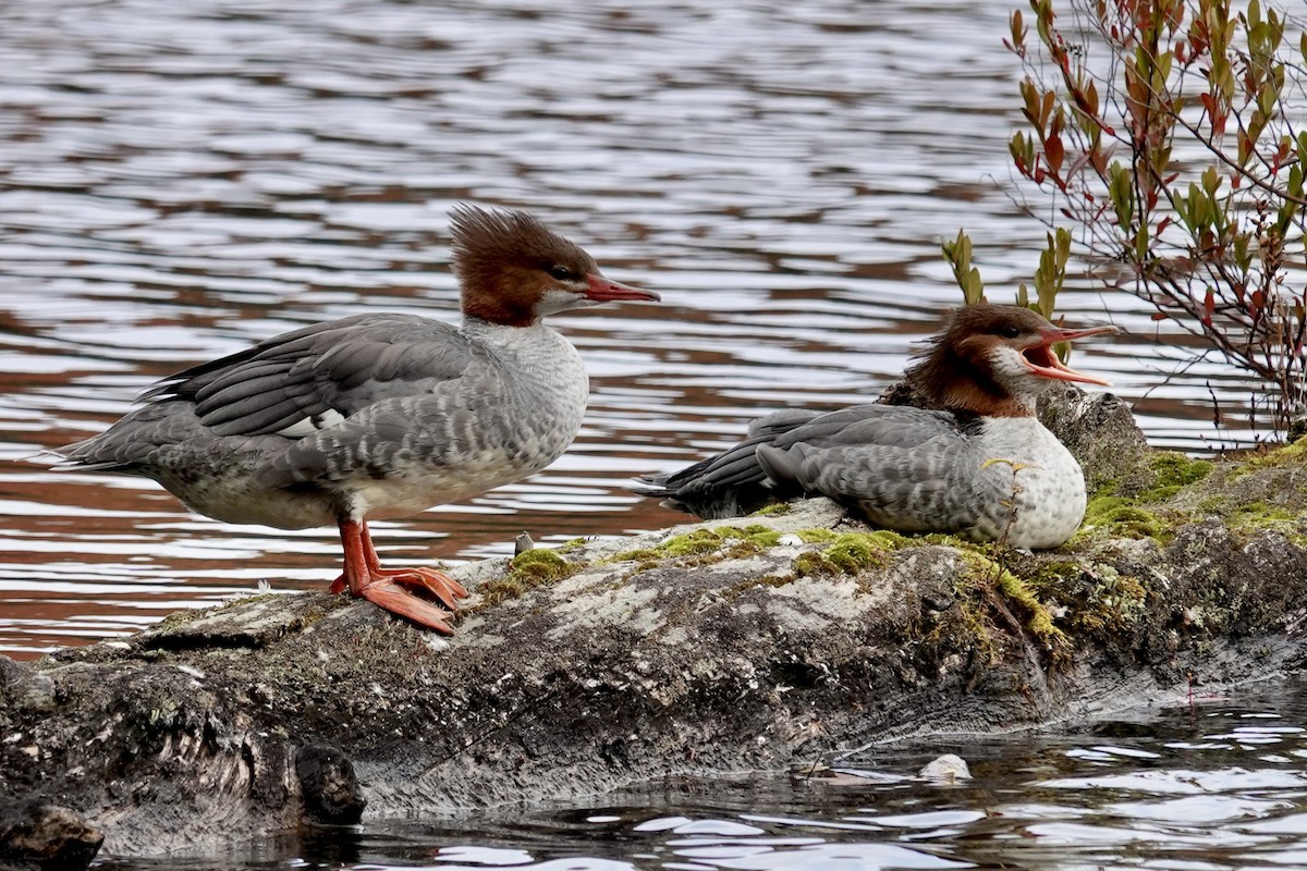 Common Merganser (North American) - ML493178631