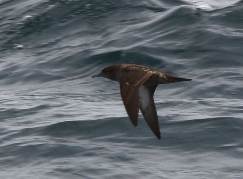 Sooty Shearwater - ML49317881